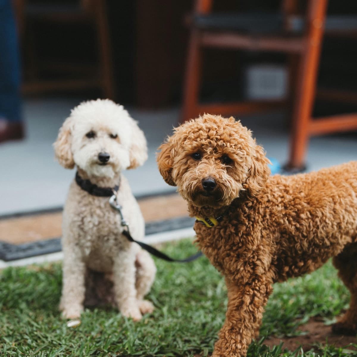 Two dogs outdoors – manage litters and transfer keepership