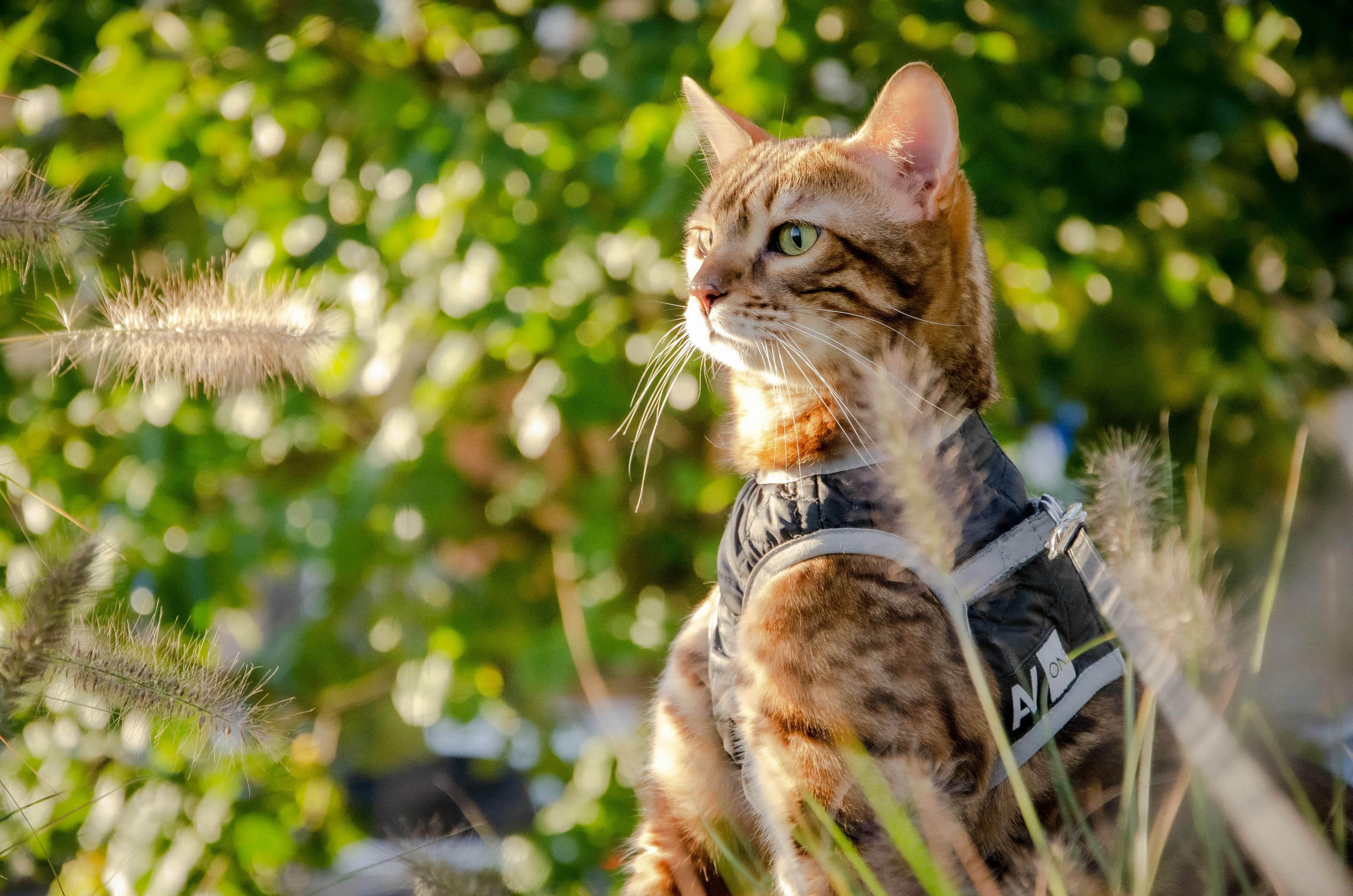 Register your pet