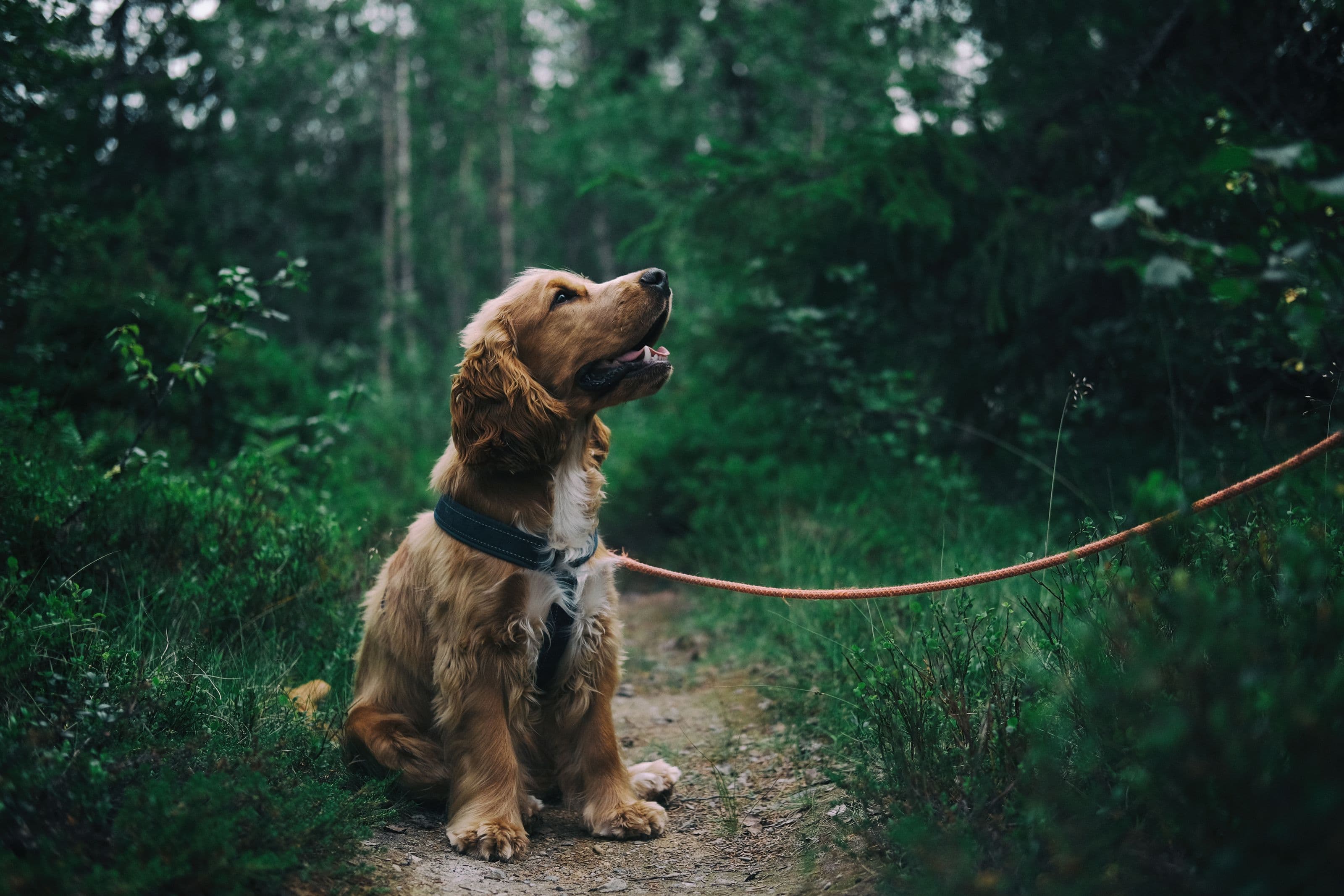 Golden cocker spaniel on a leash sitting on a forest path – pet microchipping and reunification