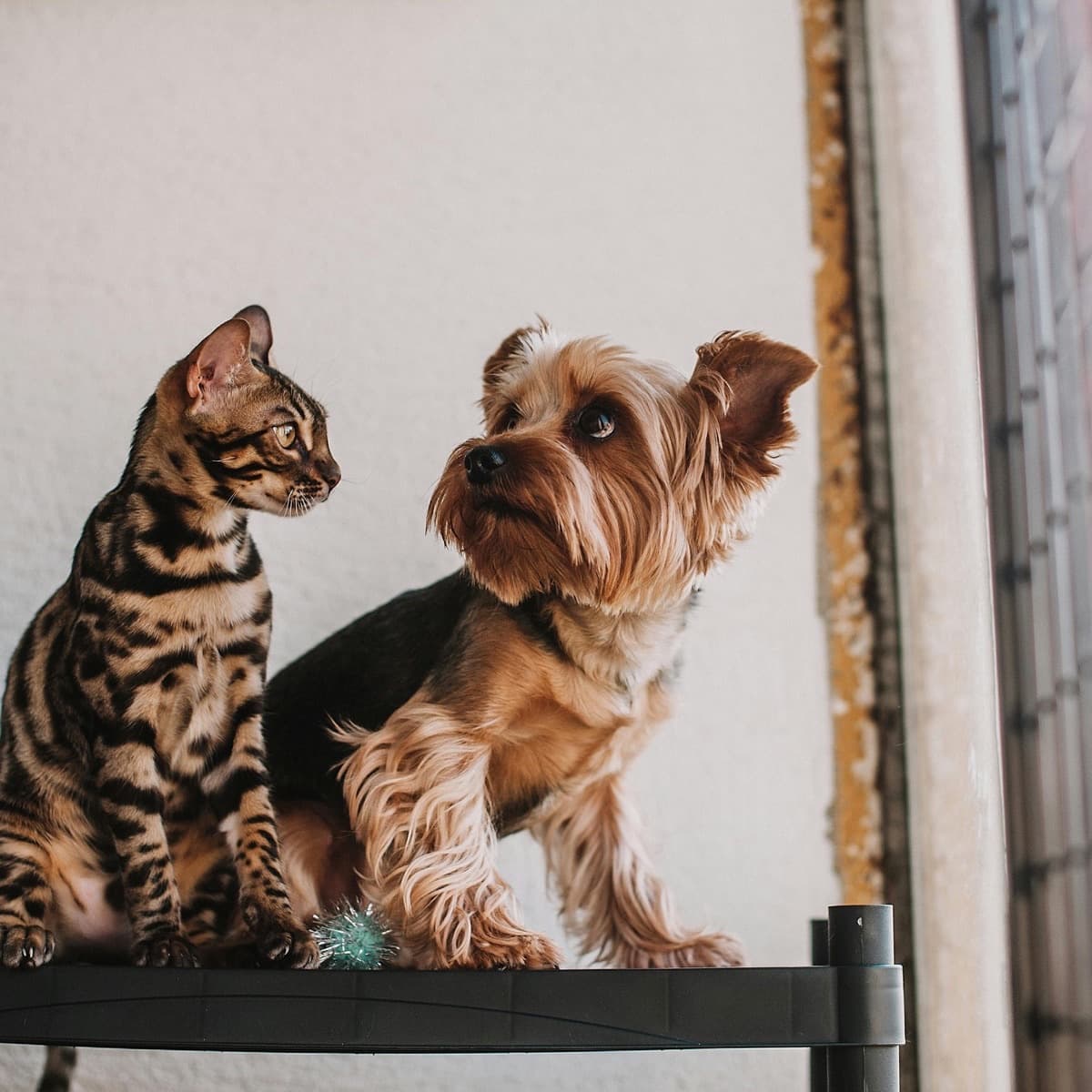 A cat and a dog sitting together – become a Microchip My Pet implanter