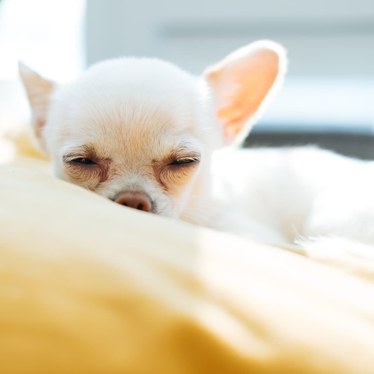 Sleeping puppy at rest – lifetime pet registration for keepers