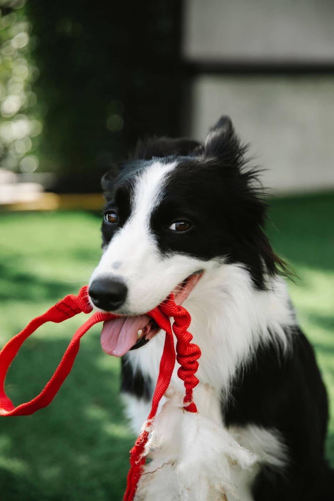 Border Collie holding a red leash outdoors – lifetime pet registration